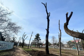 Глубокая обрезка деревьев в парке Симферополя отразилась на карьере чиновников