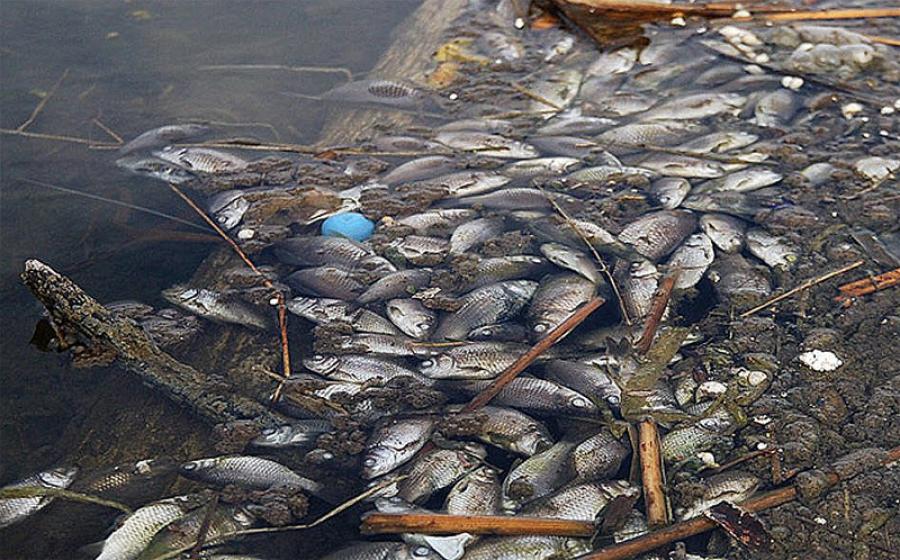 Чиновники рассказали о причинах массовой гибели рыбы в Омской области