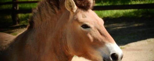 Ростовчан возмутило плачевное состояние лошади в городском зоопарке
