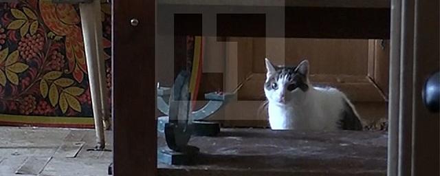 В Петербурге 22 кошки остались одни в квартире из-за болезни хозяйки