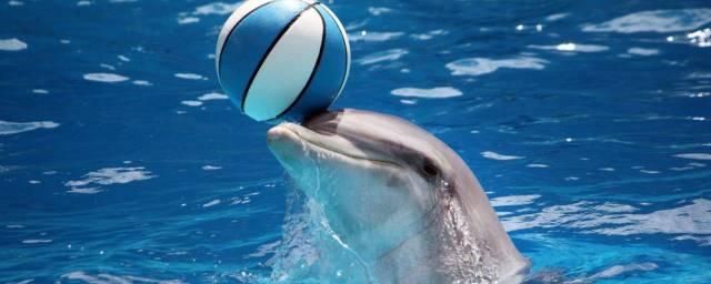 Биологи объяснили, почему дельфины не догонят людей в развитии