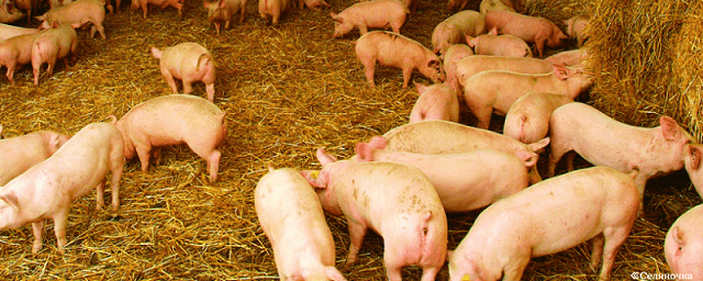 Alibaba разрабатывает ИИ для наблюдений за свиньями на фермах