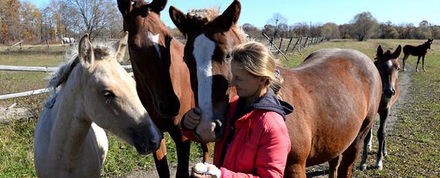 В Хабаровском крае на «дальневосточных гектарах» построят конную ферму