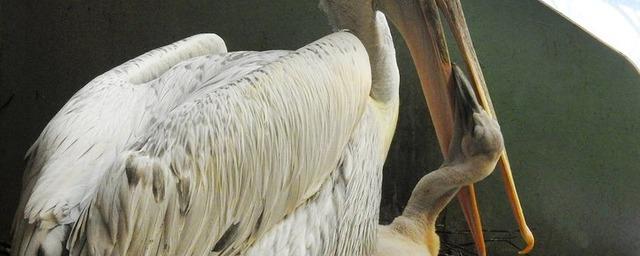 В зоопарке Москвы родился птенец  пеликана