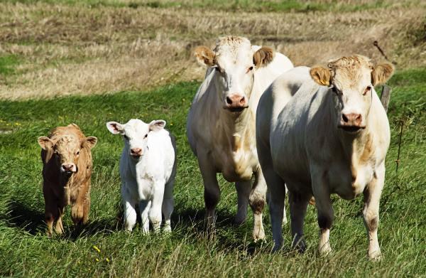 В ЕС четвертый год подряд растет численность коров