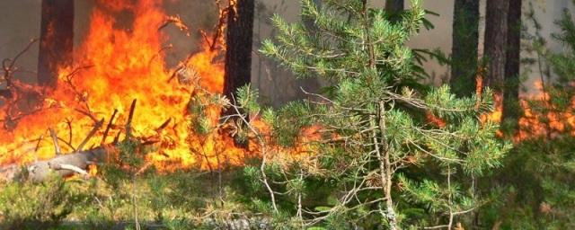 Чрезвычайная пожарная опасность сохранится в Крыму до 20 апреля