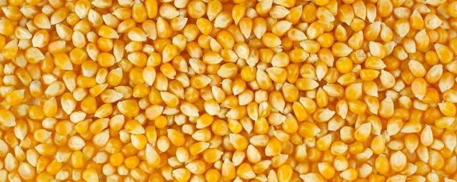 С 15 февраля РФ запрещает ввоз кукурузы и сои из США