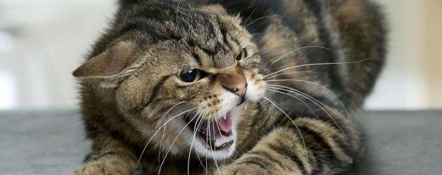 В Омске 40 кошек обглодали умершего хозяина
