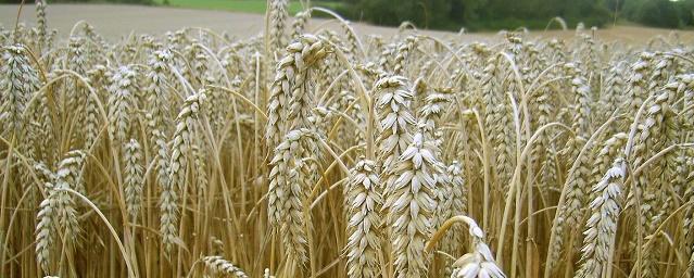 Ученые обнаружили виды дикорастущей пшеницы, устойчивые к засухе