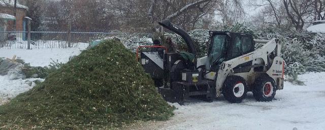В Ульяновске повторно используют новогодние елки