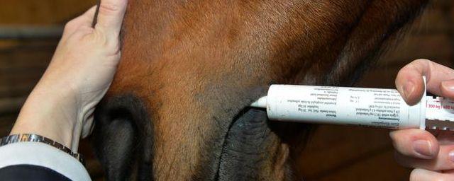 В Павловске выявлен случай инфекционной анемии у лошади