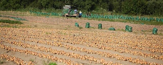 В Приморье аграрии собрали более 24 тысяч тонн картофеля