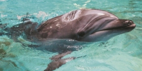 Для больных дельфинов в Сочи построят стационар, оснащенный бассейном и морским вольером