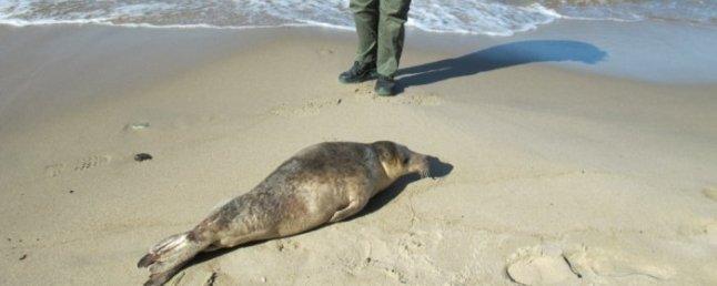 В марте на калининградских пляжах появятся тюлени