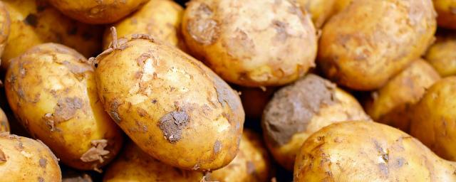 Египет вновь начнет поставки картофеля в Россию с 6 июня