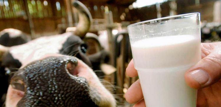 В магазинах Екатеринбурга обнаружили фальсифицированное молоко