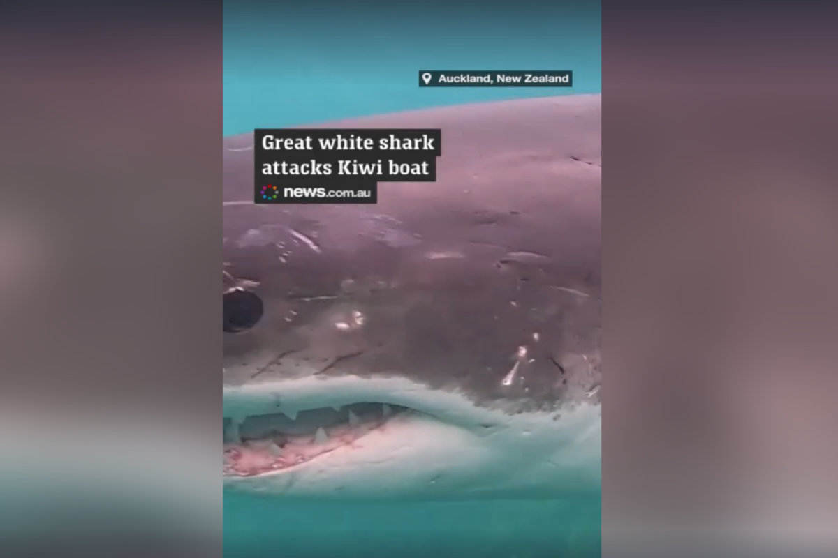 В Новой Зеландии большая белая акула напала на катамаран