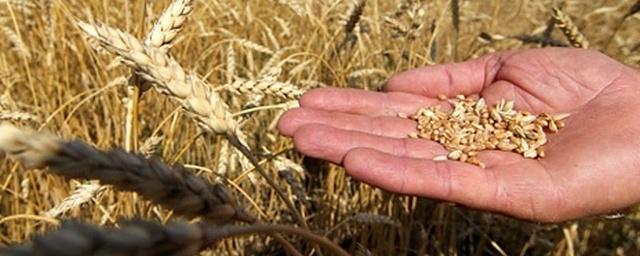 Ткачев: Рост сельхозпроизводства в РФ в 2017 году может достичь 3,5%
