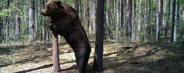 В заповеднике «Брянский лес» попался в фотоловушку 2-метровый медведь