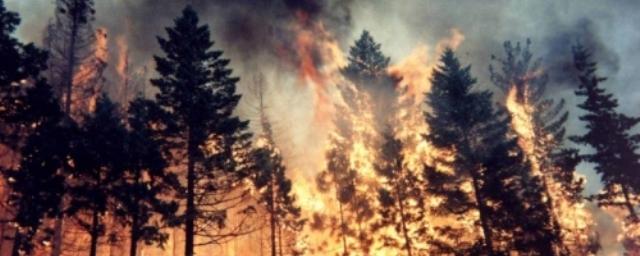 В лесных хозяйствах Омской области пожарная техника износилась на 80%