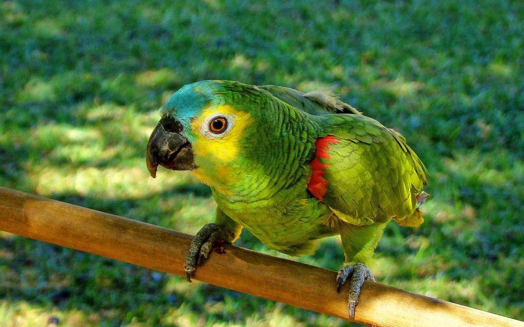 Ученые заявили, что секрет долгожительства попугаев кроется в геноме