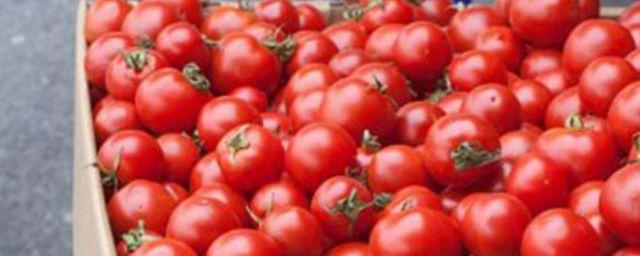 Житель Пятигорска торговал санкционными томатами из своей машины