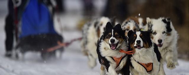 В Якутии разработали туры на собачьих упряжках