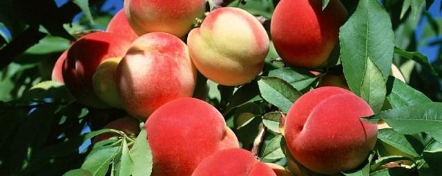 Аграрии Дагестана планируют собрать 142 тысячи тонн плодов