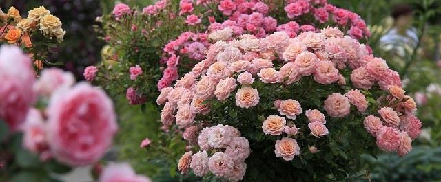 Обнинск украсят розами из прошлого XIX века