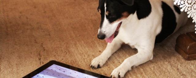 Собак научат звонить в экстренные службы при помощи планшета