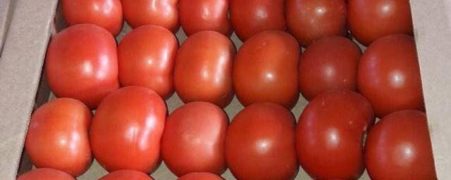 Под Смоленском изъяли спрятанные в фуре санкционные томаты