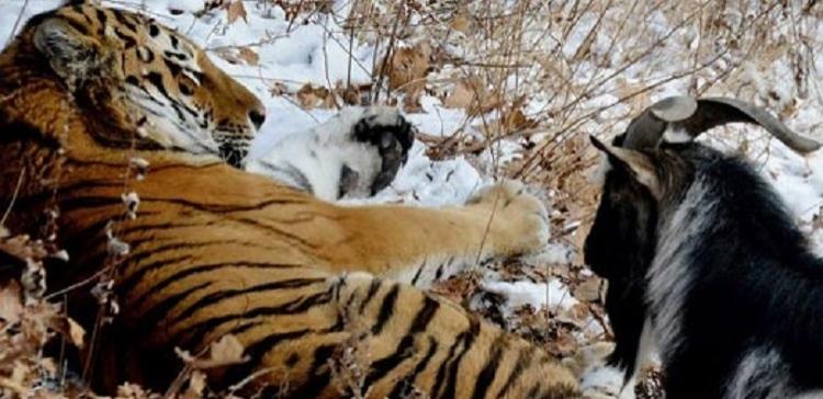 В Приморье запустили реалити-шоу о жизни тигра Амура и козла Тимура