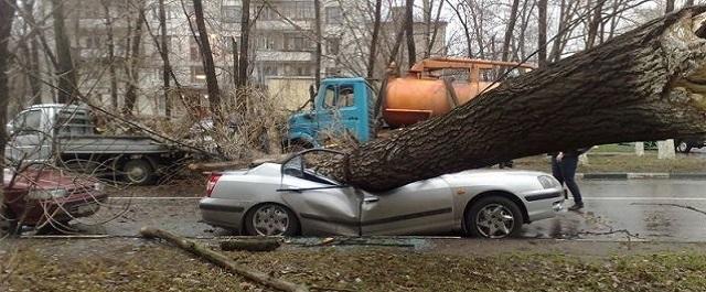 Упавшее дерево повредило сразу четыре машины в Калуге