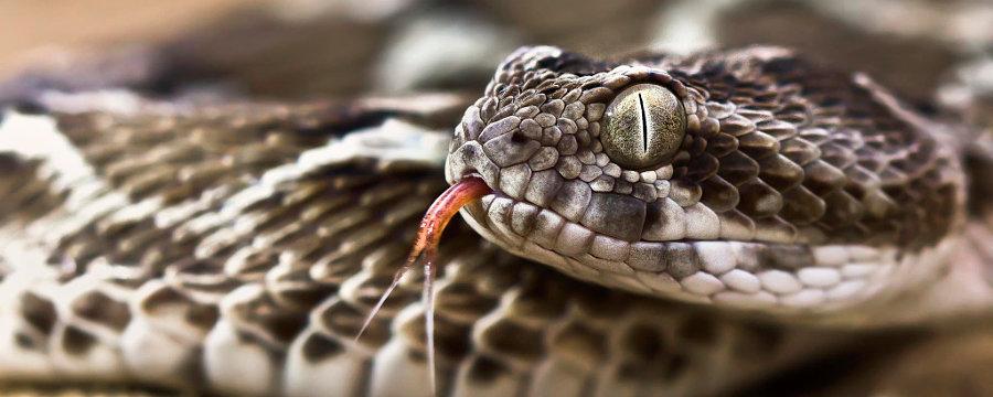 Бразильские ученые: Змеи лишились конечностей из-за мутации