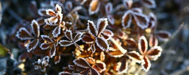 В Ленообласть придут первые заморозки во вторник ночью