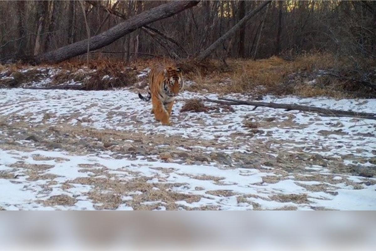 В Приморье к рыбакам неожиданно пришел тигр