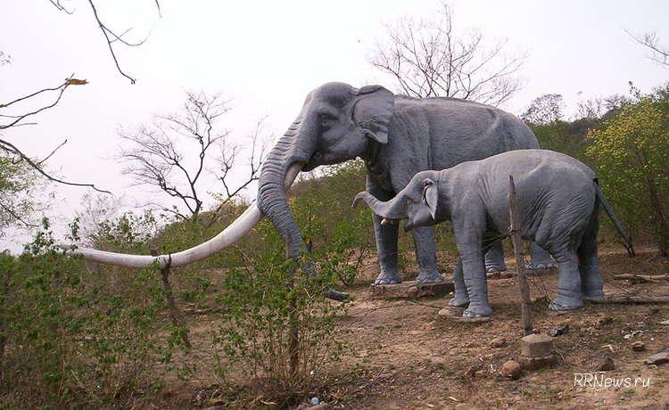 Ученые выяснили, что ели родственники слонов 2 млн лет назад