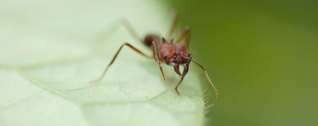 В Японии красный огненный муравей впервые укусил человека