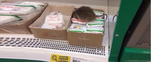 В Ленобласти в гипермаркете за поеданием творога поймали крысу
