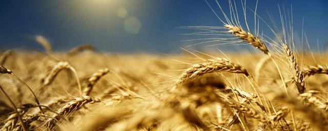 На Кубани собрали самый высокий в России урожай зерновых