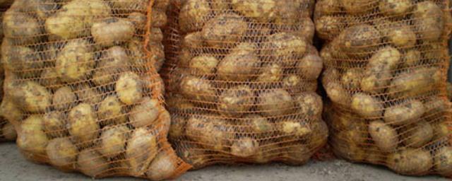 В Брянской области собрали самый большой урожай картофеля в России