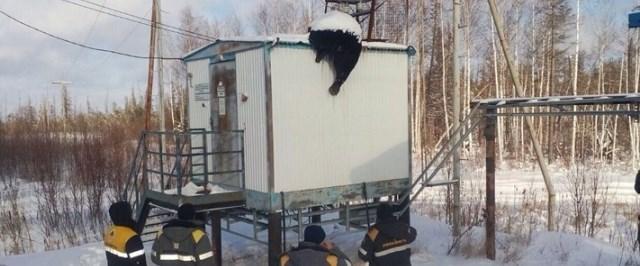 В Томской области в лесу медведя убило ударом тока