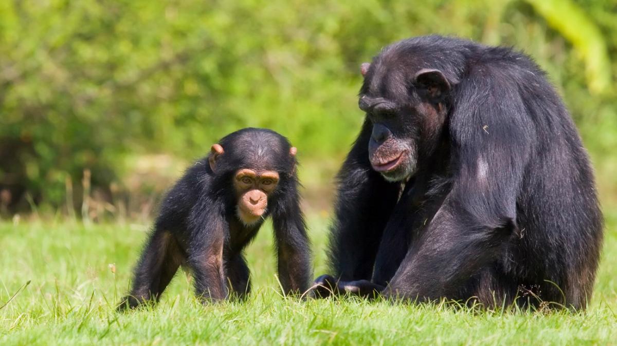Ученые: Шимпанзе умеют делиться едой