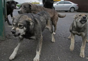 В Оренбургской области будут усыплять бродячих собак