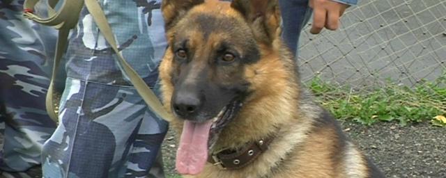 В Рязанской области пес помог раскрыть два преступления