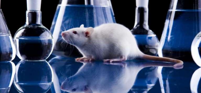 В Дании успешно испытали на мышах новый метод борьбы с раком