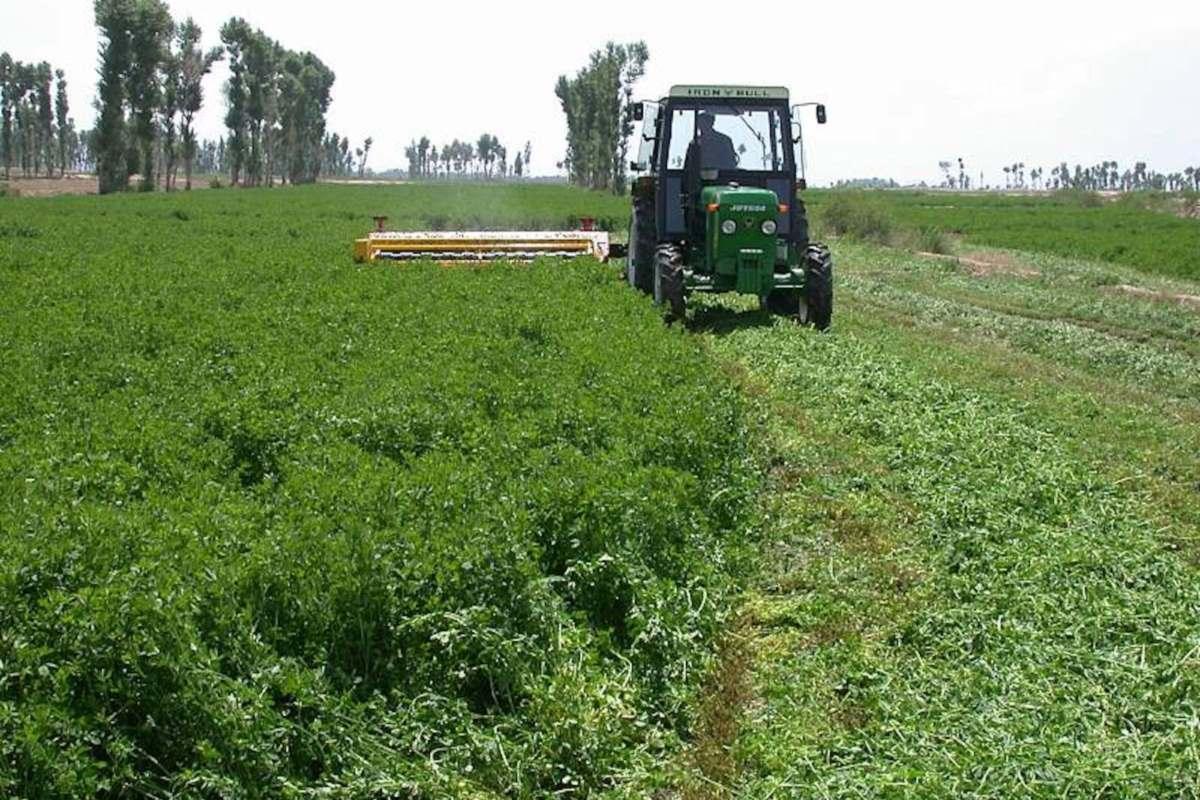 Более 6,5 млрд руб. вложат в строительство завода по переработке люцерны под Астраханью