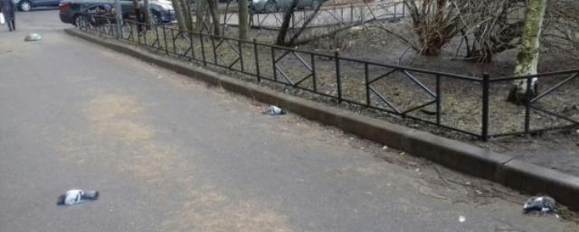 В Петербурге неизвестные массово убивают голубей