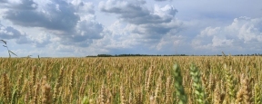 Тамбовские аграрии посеяли озимые под новый урожай на 9% больше, чем в прошлом году