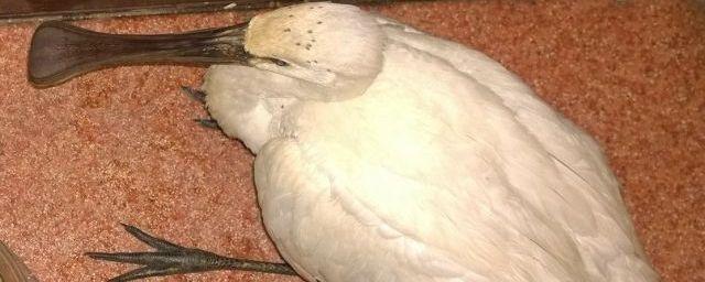 Жители Иркутска обнаружили на реке Ушаковка краснокнижную птицу колпицу